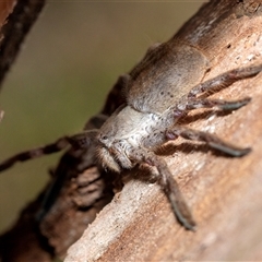 Isopedella pessleri (A huntsman spider) at Holt, ACT - 10 Aug 2025 by AlisonMilton
