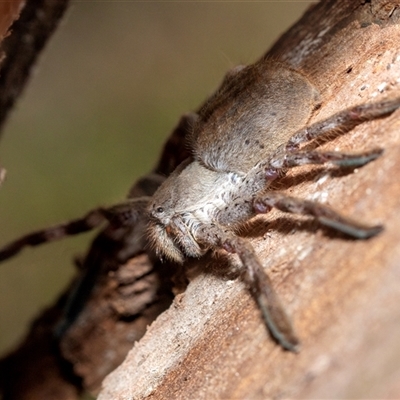 Isopedella pessleri (A huntsman spider) at Holt, ACT - 10 Aug 2025 by AlisonMilton