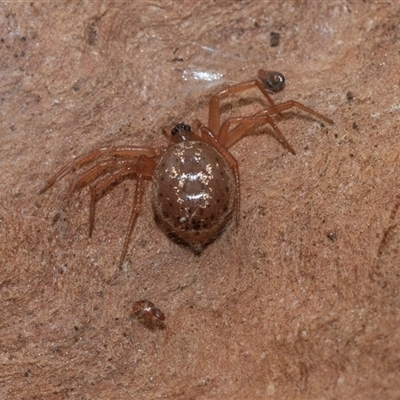 Euryopis sp. (genus) (An ant eating spider) at Holt, ACT - 10 Aug 2025 by AlisonMilton