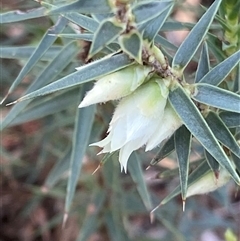 Melichrus urceolatus at Grenfell, NSW - 2 Aug 2025 by RAllen