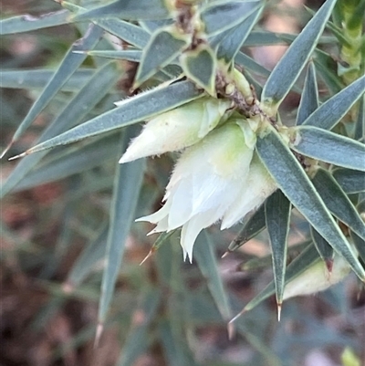 Melichrus urceolatus at Grenfell, NSW - 2 Aug 2025 by RAllen