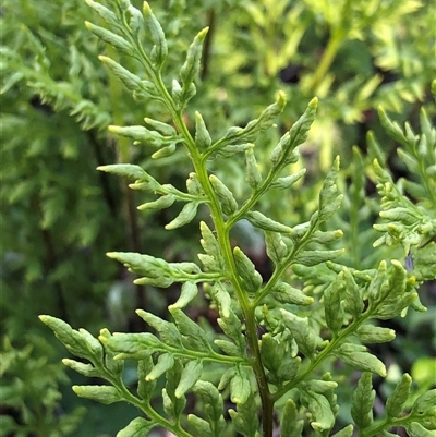 Cheilanthes austrotenuifolia (Rock Fern) at Crowther, NSW - 10 Aug 2025 by Frecko
