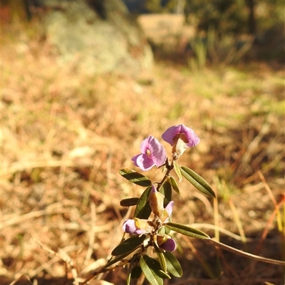 Hovea heterophylla (Common Hovea) at Kambah, ACT - 10 Aug 2025 by HelenCross