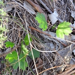 Ranunculus lappaceus (Australian Buttercup) at Kambah, ACT - 10 Aug 2025 by HelenCross