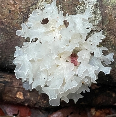 Tremella fuciformis (Snow Fungus) at Djiru, QLD - 7 Jul 2025 by Clarel
