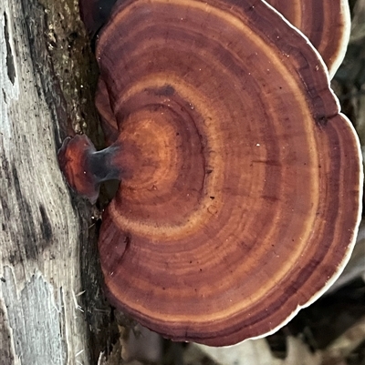 Microporus sp. at Djiru, QLD - 7 Jul 2025 by Clarel