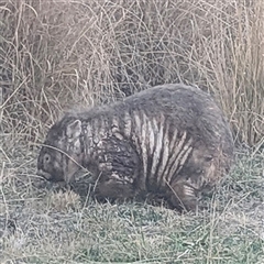Vombatus ursinus (Bare-nosed Wombat, Common wombat) at Kambah, ACT - 10 Aug 2025 by HelenCross