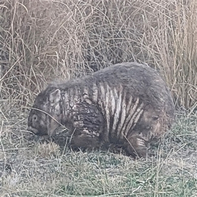 Vombatus ursinus (Bare-nosed Wombat, Common wombat) at Kambah, ACT - 10 Aug 2025 by HelenCross