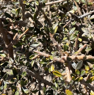 Melicytus angustifolius subsp. divaricatus (Divaricate Tree Violet) at Cabramurra, NSW - 8 Aug 2025 by Jennybach
