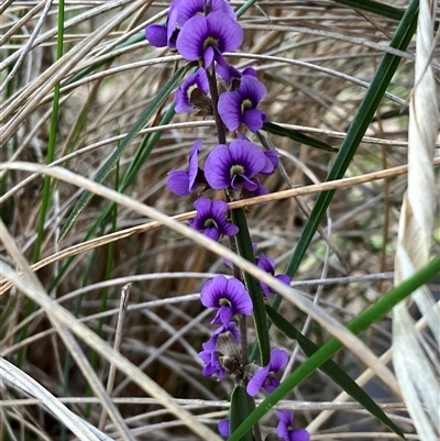 Hovea heterophylla (Common Hovea) at Hall, ACT - 8 Aug 2025 by strigo