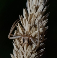 Runcinia sp. (genus) (A Grass Crab Spider) at Murrumbateman, NSW - 10 Aug 2025 by amiessmacro