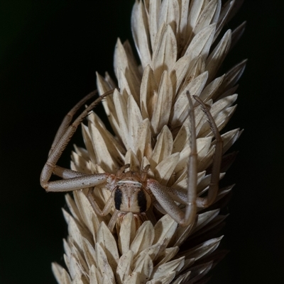 Runcinia sp. (genus) (A Grass Crab Spider) at Murrumbateman, NSW - 10 Aug 2025 by amiessmacro