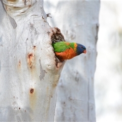 Trichoglossus rubritorquis x moluccanus (Red-collared x Rainbow Lorikeet (Hybrid)) by McDoshface