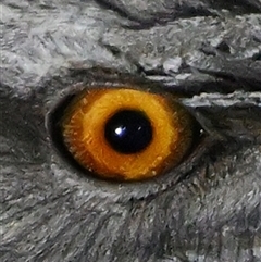 Podargus strigoides (Tawny Frogmouth) at Throsby, ACT - 8 Aug 2025 by davidcunninghamwildlife