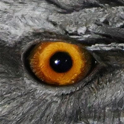 Podargus strigoides (Tawny Frogmouth) at Throsby, ACT - 8 Aug 2025 by davidcunninghamwildlife