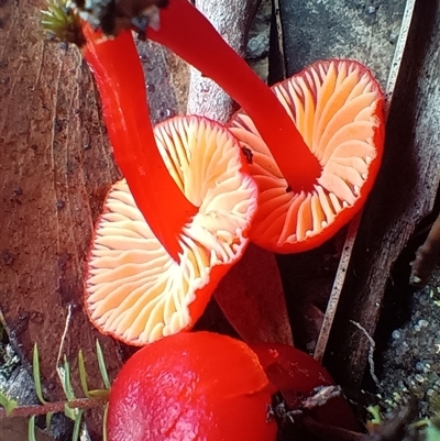 Hygrocybe sp. at Leura, NSW - 6 Mar 2025 by PatrickCampbell2