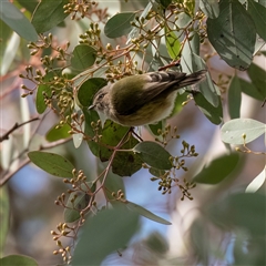 Smicrornis brevirostris (Weebill) at Higgins, ACT - 10 Aug 2025 by Untidy
