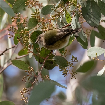 Smicrornis brevirostris (Weebill) at Higgins, ACT - 10 Aug 2025 by Untidy