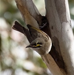 Caligavis chrysops (Yellow-faced Honeyeater) at Higgins, ACT - 10 Aug 2025 by Untidy