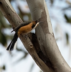 Acanthorhynchus tenuirostris (Eastern Spinebill) at Higgins, ACT - 10 Aug 2025 by Untidy