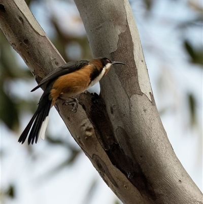 Acanthorhynchus tenuirostris (Eastern Spinebill) at Higgins, ACT - 10 Aug 2025 by Untidy