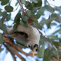Manorina melanocephala (Noisy Miner) at Higgins, ACT - 10 Aug 2025 by Untidy