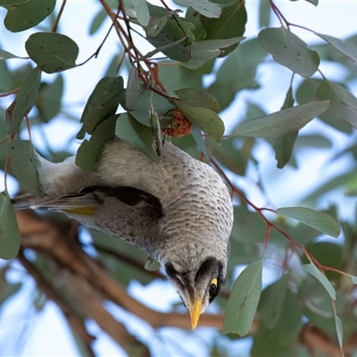 Manorina melanocephala (Noisy Miner) at Higgins, ACT - 10 Aug 2025 by Untidy