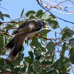 Manorina melanocephala at Higgins, ACT - 10 Aug 2025 11:47 AM