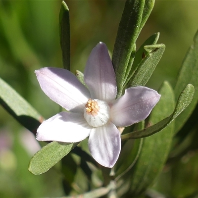 Eriostemon australasius (Pink Wax Flower) at Hill Top, NSW - 6 Aug 2025 by Curiosity