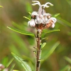 Grevillea phylicoides at Hill Top, NSW - 6 Aug 2025 by Curiosity