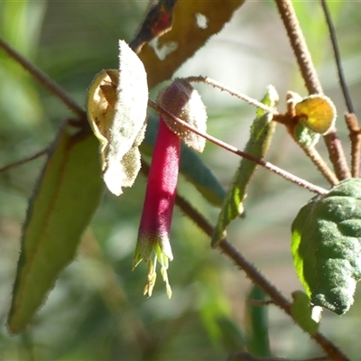 Correa reflexa (Common Correa, Native Fuchsia) at Hill Top, NSW - 6 Aug 2025 by Curiosity