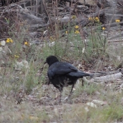 Corcorax melanorhamphos (White-winged Chough) at Theodore, ACT - 23 Jan 2025 by MichaelBedingfield
