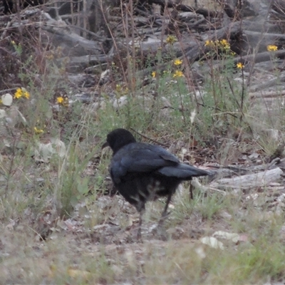 Corcorax melanorhamphos (White-winged Chough) at Theodore, ACT - 23 Jan 2025 by MichaelBedingfield