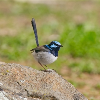 Malurus cyaneus (Superb Fairywren) at Cook, ACT - 10 Aug 2025 by Rheardy