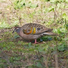 Phaps chalcoptera (Common Bronzewing) at Cook, ACT - 10 Aug 2025 by Rheardy