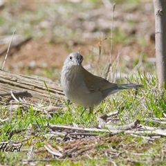 Colluricincla harmonica (Grey Shrikethrush) at Cook, ACT - 10 Aug 2025 by Rheardy