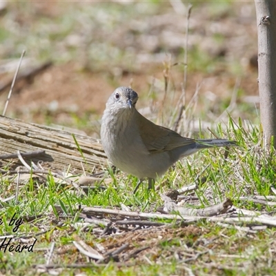 Colluricincla harmonica (Grey Shrikethrush) at Cook, ACT - 10 Aug 2025 by Rheardy