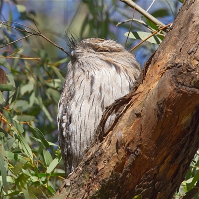 Podargus strigoides (Tawny Frogmouth) at Cook, ACT - 10 Aug 2025 by Rheardy