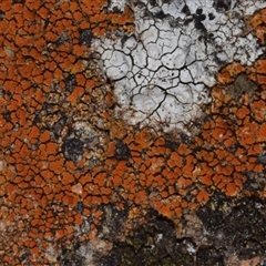 Unverified Lichen, Mosses, Liverworts & Horworts or other Bryophyte at Pialligo, ACT - 9 Aug 2025 by DianneClarke
