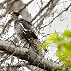 Gymnorhina tibicen (Australian Magpie) at Tahmoor, NSW - 7 Aug 2025 by Freebird