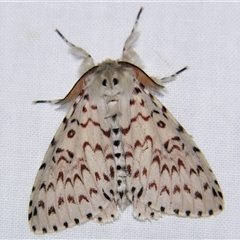 Lymantria nephrographa (An Erebid moth (Lymantriinae) by PJH123