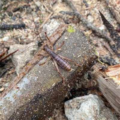 Gryllacrididae (family) (Wood, Raspy or Leaf Rolling Cricket) at Kingscote, SA - 5 Jul 2025 by JoshMulvaney