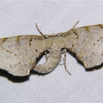 Parepisparis excusata (Marbled Twisted Moth) at  - suppressed by PJH123