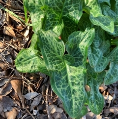 Arum italicum (Italian Arum) at Holt, ACT - 10 Aug 2025 by jklem621