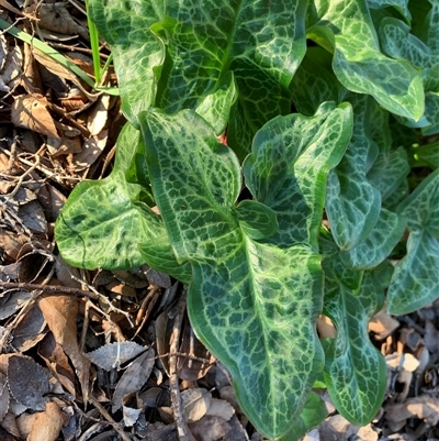 Arum italicum (Italian Arum) at Holt, ACT - 10 Aug 2025 by jklem621