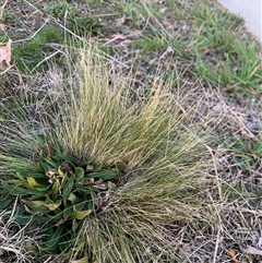 Nassella trichotoma (Serrated Tussock) at Holt, ACT - 10 Aug 2025 by jklem621
