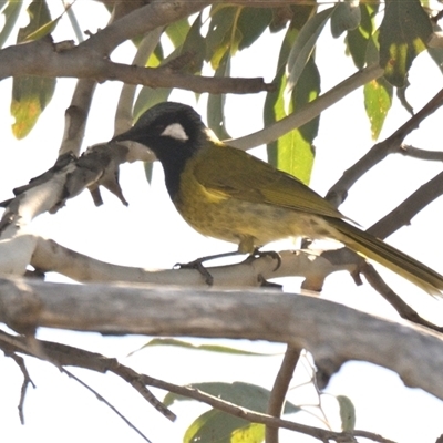 Nesoptilotis leucotis (White-eared Honeyeater) at Strathnairn, ACT - 11 Aug 2025 by Thurstan