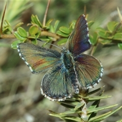 Paralucia crosbyi (Violet Copper Butterfly) by Csteele4