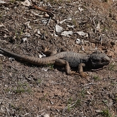 Pogona barbata (Eastern Bearded Dragon) at Hall, ACT - 11 Aug 2025 by Anna123