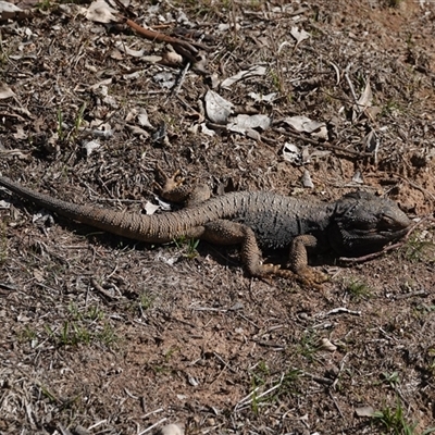 Pogona barbata (Eastern Bearded Dragon) at Hall, ACT - 11 Aug 2025 by Anna123